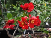 Chaenomeles ×superba 'Etna'